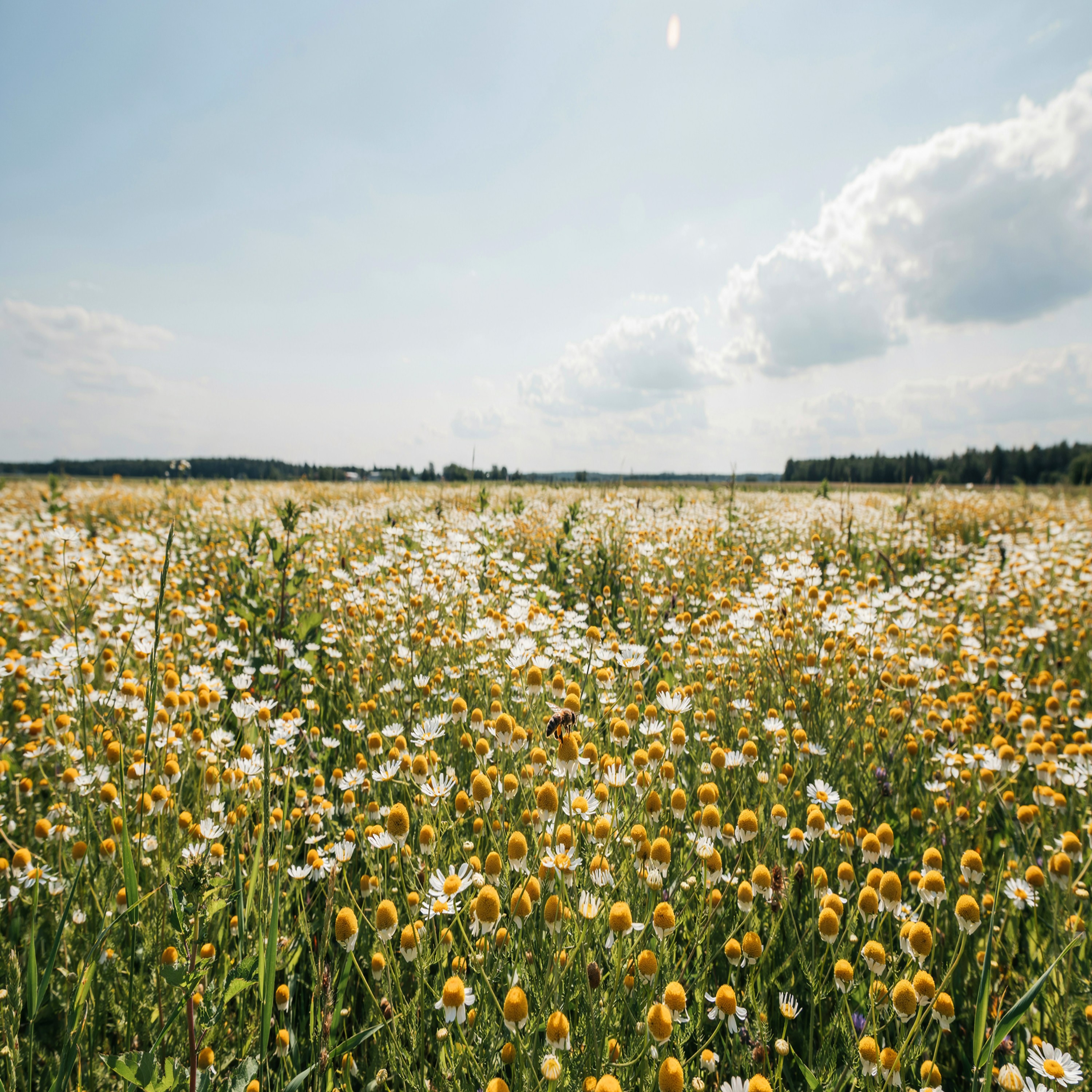 Ромашковое лето — обложка
